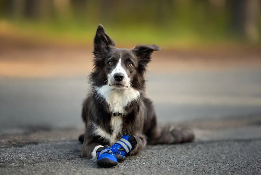 Oasis 2024 dog jumper